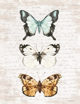 Butterfly Trio By Lettered & Lined (Framed) Giclee Canvas