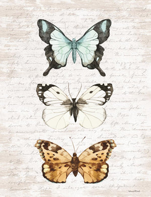 Butterfly Trio By Lettered & Lined (Framed) Giclee Canvas
