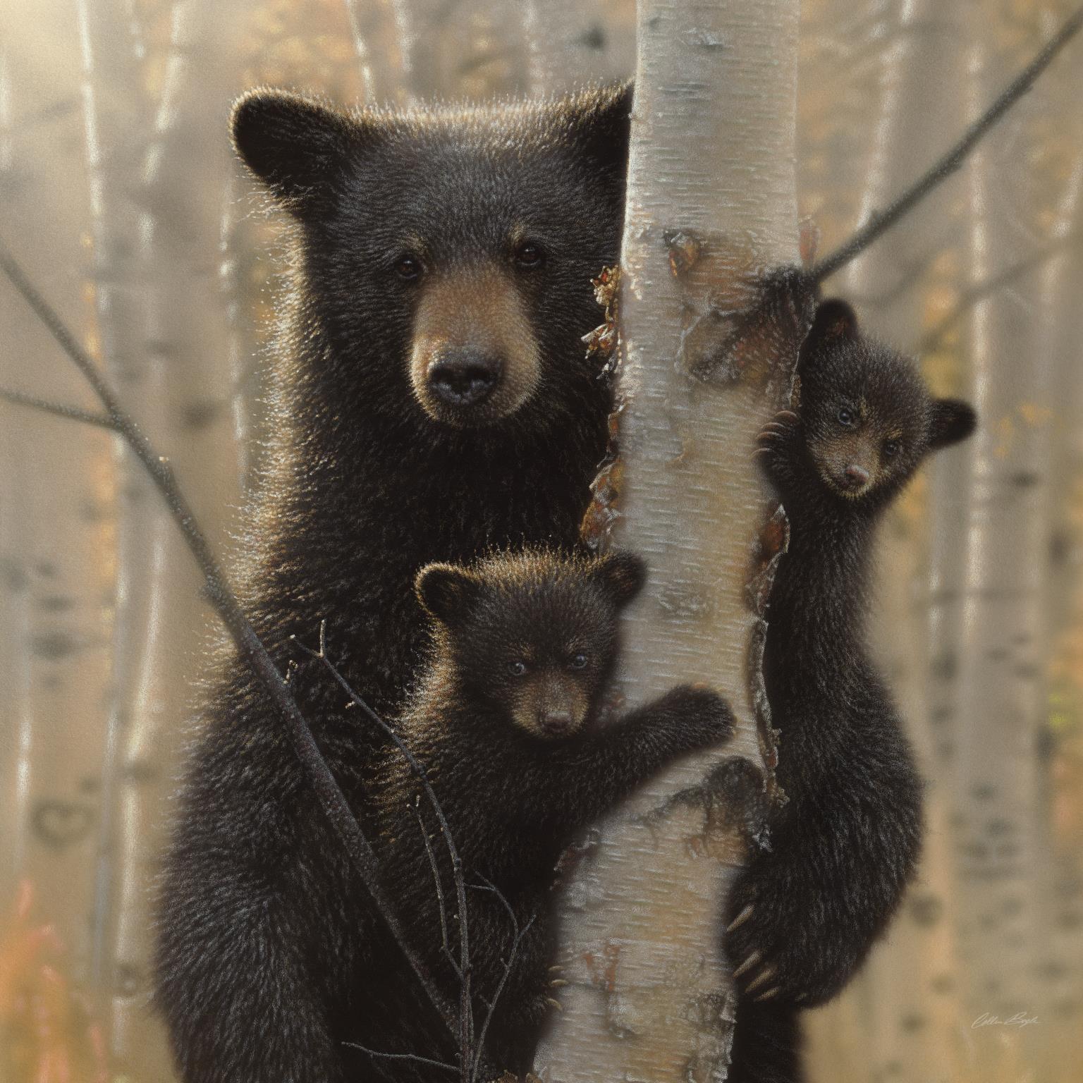 Black Bear By Collin Bogle (Framed) Giclee Canvas