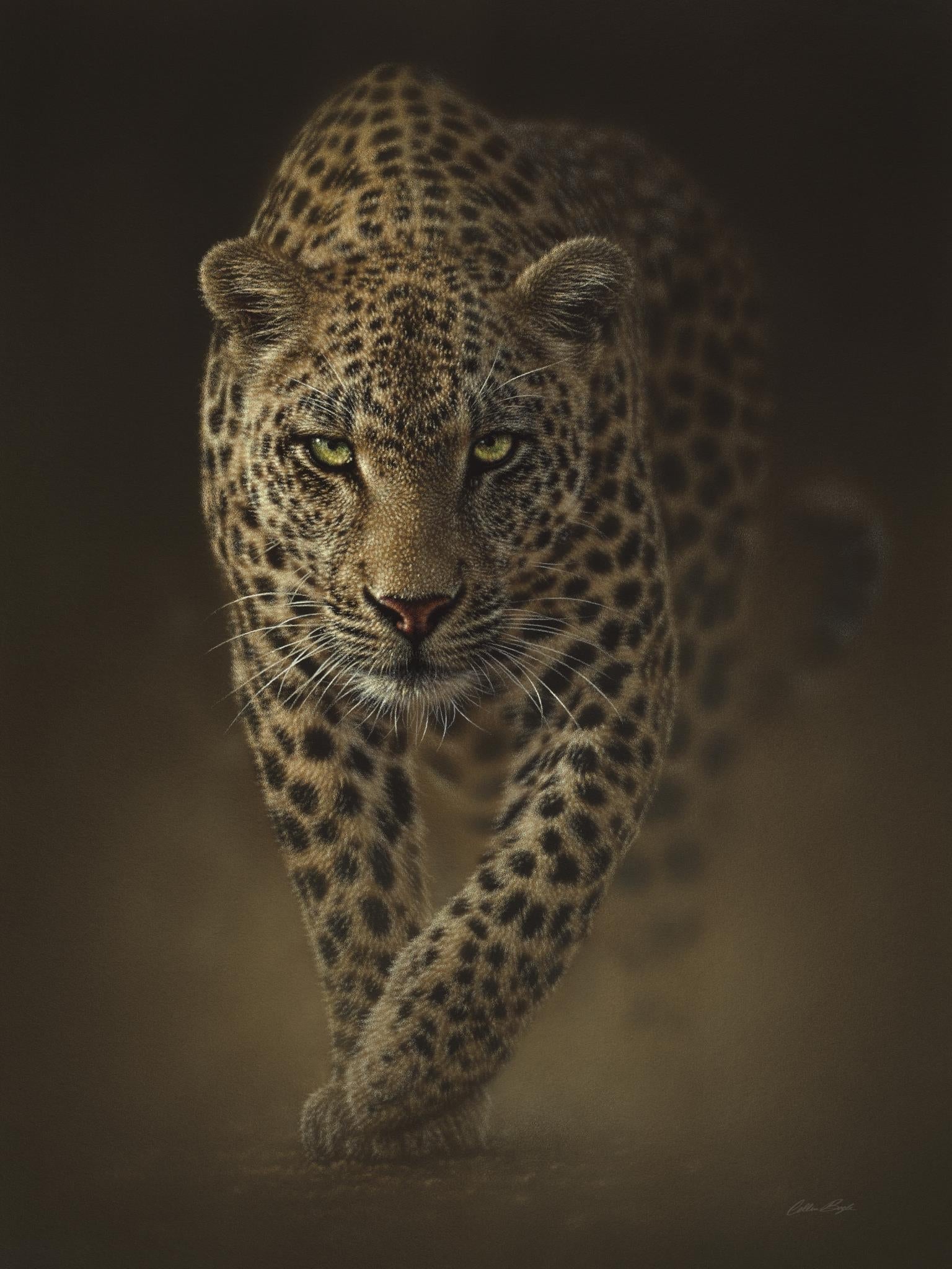 Leopard By Collin Bogle (Framed) Giclee Canvas