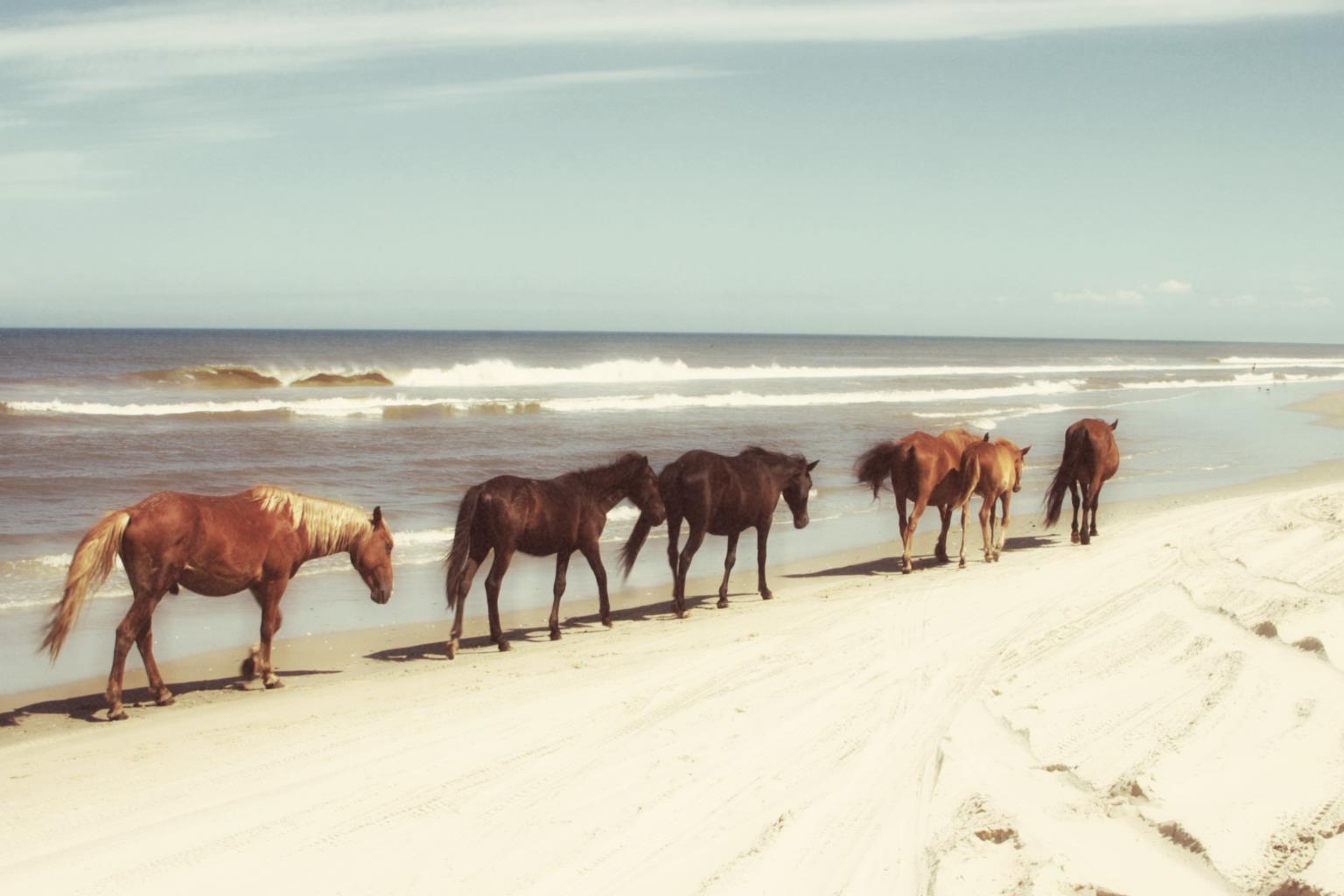 Horses On The Beach By Kathy Mansfield (Framed) Giclee Canvas