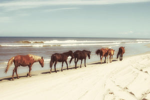 Horses On The Beach By Kathy Mansfield (Framed) Giclee Canvas