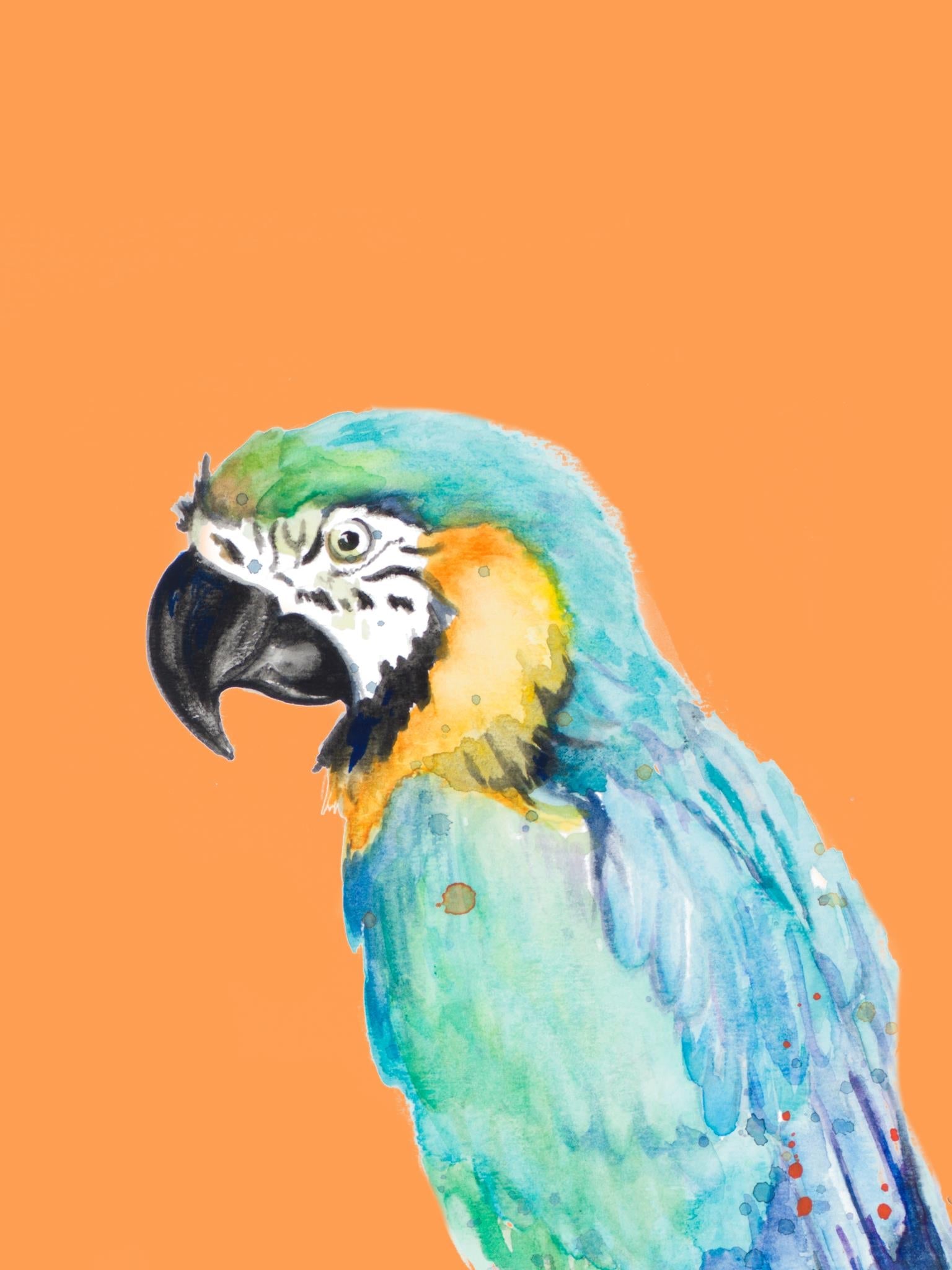 Parrot Portrait By Patricia Pinto (Framed) Giclee Canvas