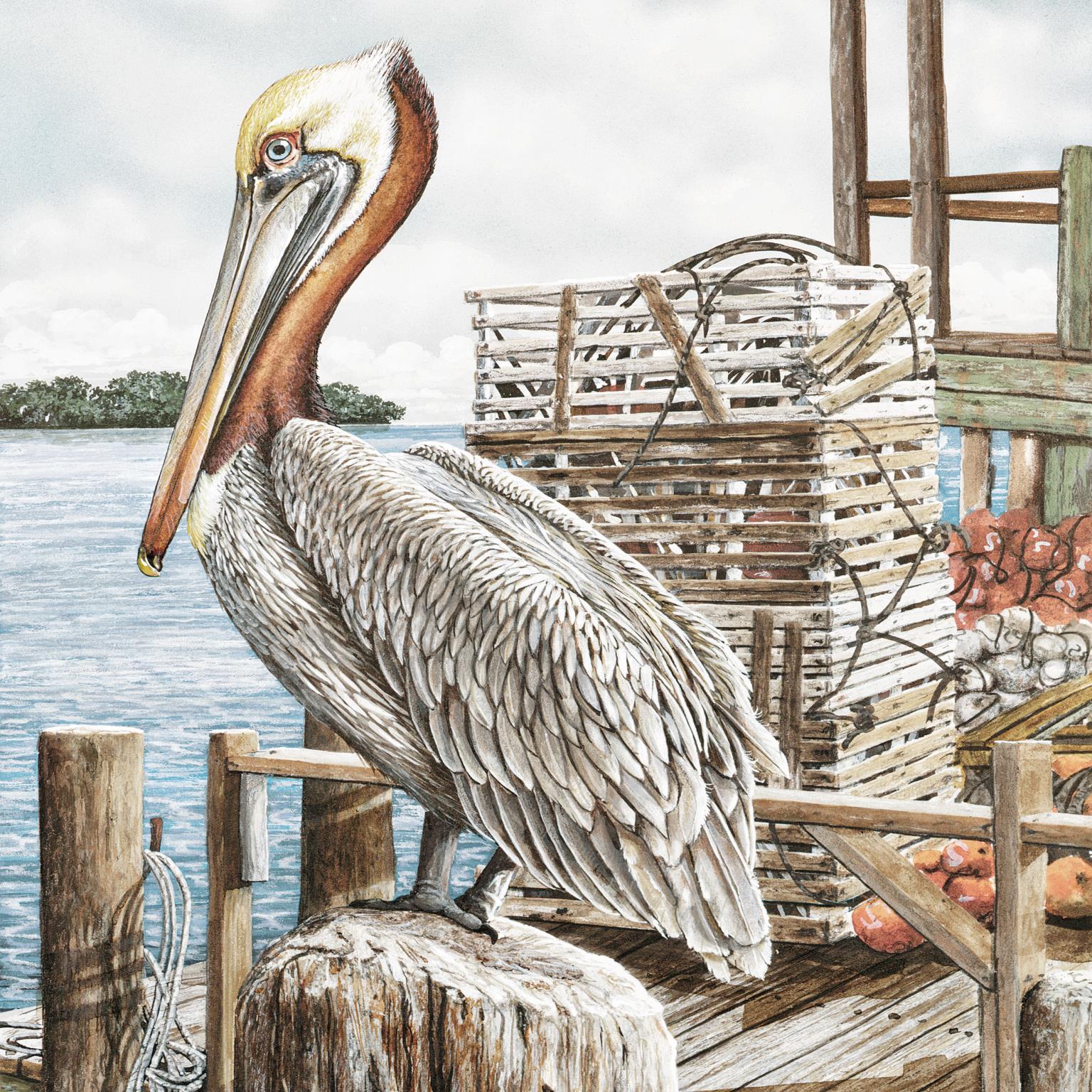 Majestic Pelican By James Harris (Framed) Giclee Canvas