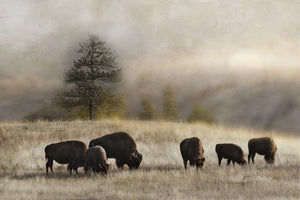 Ridge Grazing By Danita Delimont (Framed) Giclee Canvas