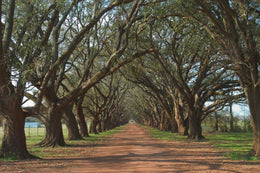 ***Monl*** Oak Alley By Alexey(Framed Small) Giclee Canvas