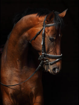 Horse On Black By Mikhail Kondrashov (Small)(Framed) Giclee Canvas
