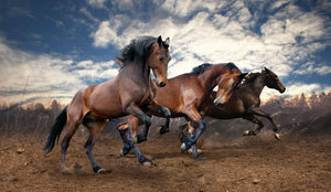 Wild Horses By Sasha S (Small)(Framed) Giclee Canvas