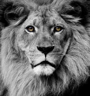 Stunning King (Small) (Framed) Giclee Canvas