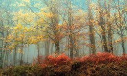 Beeches In The Mist By Lars Van De Goor (Small) (Framed) Giclee Canvas