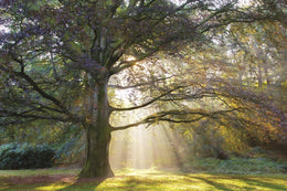 The Natural Queen By Lars Van De Goor (Framed)(Small) Giclee Canvas