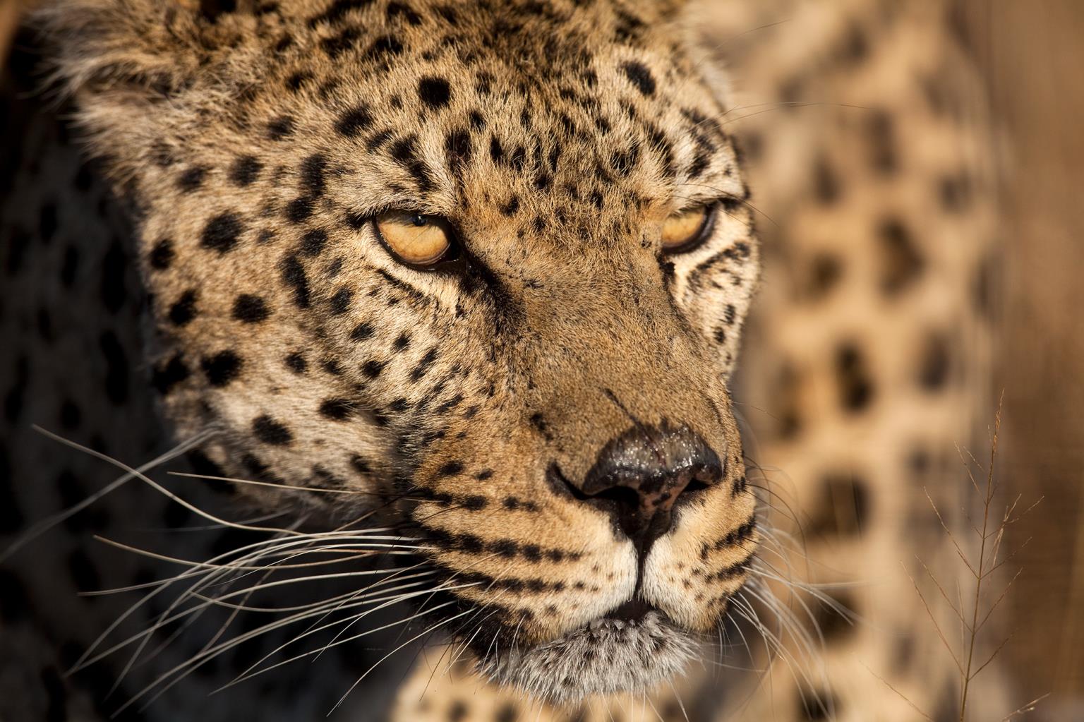 Cheetah Stare By  Jimmy'Z (Framed)(Small) Giclee Canvas