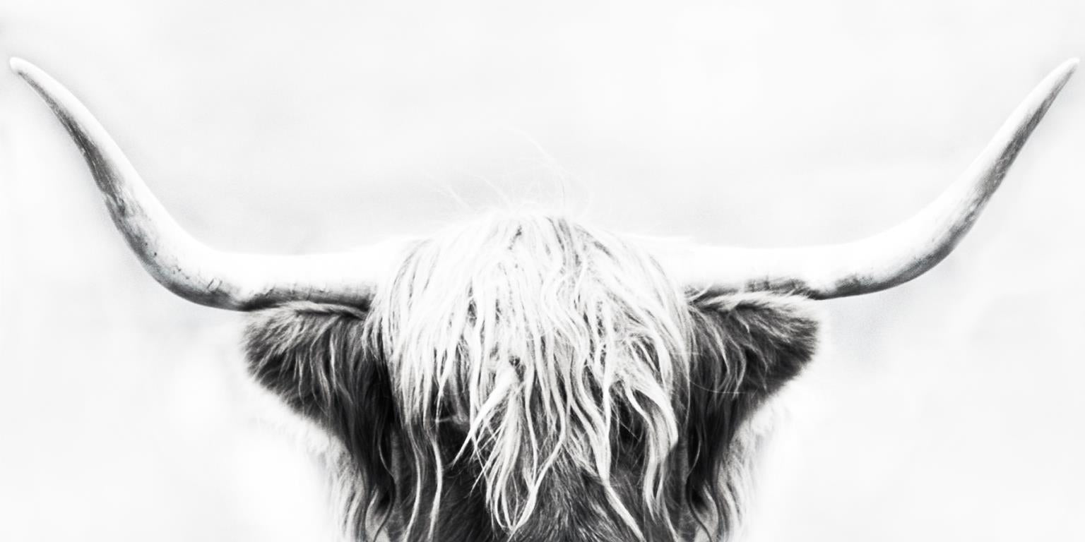 Longhorn By Danita Delimont (Small)(Framed) Giclee Canvas