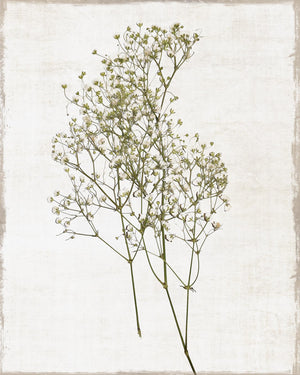 Farmhouse Pressed Flower I By Natalie Carpentieri (Small)(Framed) Giclee Canvas