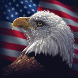 American Bald Eagle By Collin Bogle (Small)(Framed) Giclee Canvas