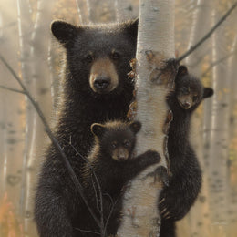 Black Bear By Collin Bogle (Small)(Framed) Giclee Canvas
