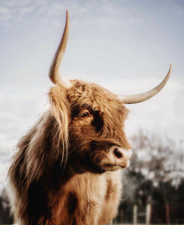 Brianne By Dakota Diener (Framed)(Small) Giclee Canvas