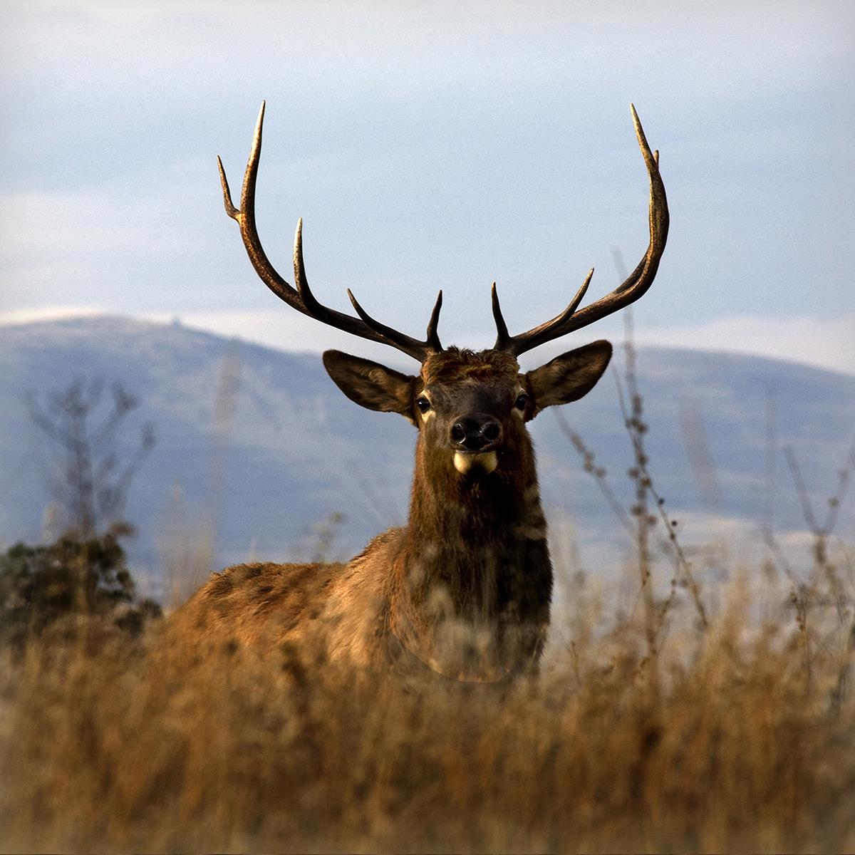 Big Elk Charlo By Danita Delimont (Framed)(Small) Giclee Canvas