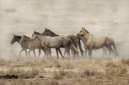 Roaming Free  By Danita Delimont (Framed)(Small) Giclee Canvas