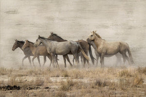 Roaming Free  By Danita Delimont (Framed)(Small) Giclee Canvas