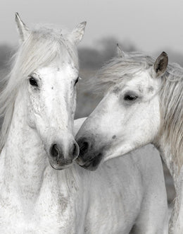 Affection I By Danita Delimont (Framed)(Small) Giclee Canvas