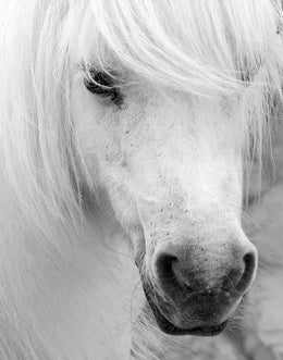 Island Pony I By Danita Delimont (Framed)(Small) Giclee Canvas