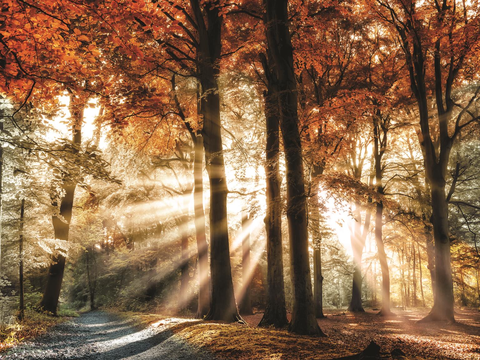 Dreaming In By Lars Van De Goor (Small) Giclee Canvas