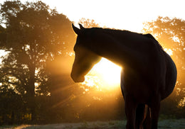 Horse Silhoutte (Small) Giclee Canvas