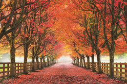North Bend Trees By Aaron Reed Giclee Canvas