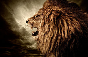 Side Growl (Small) Giclee Canvas