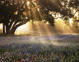 Morning Meadow Sunrise By Danita Delimont (Small) Giclee Canvas