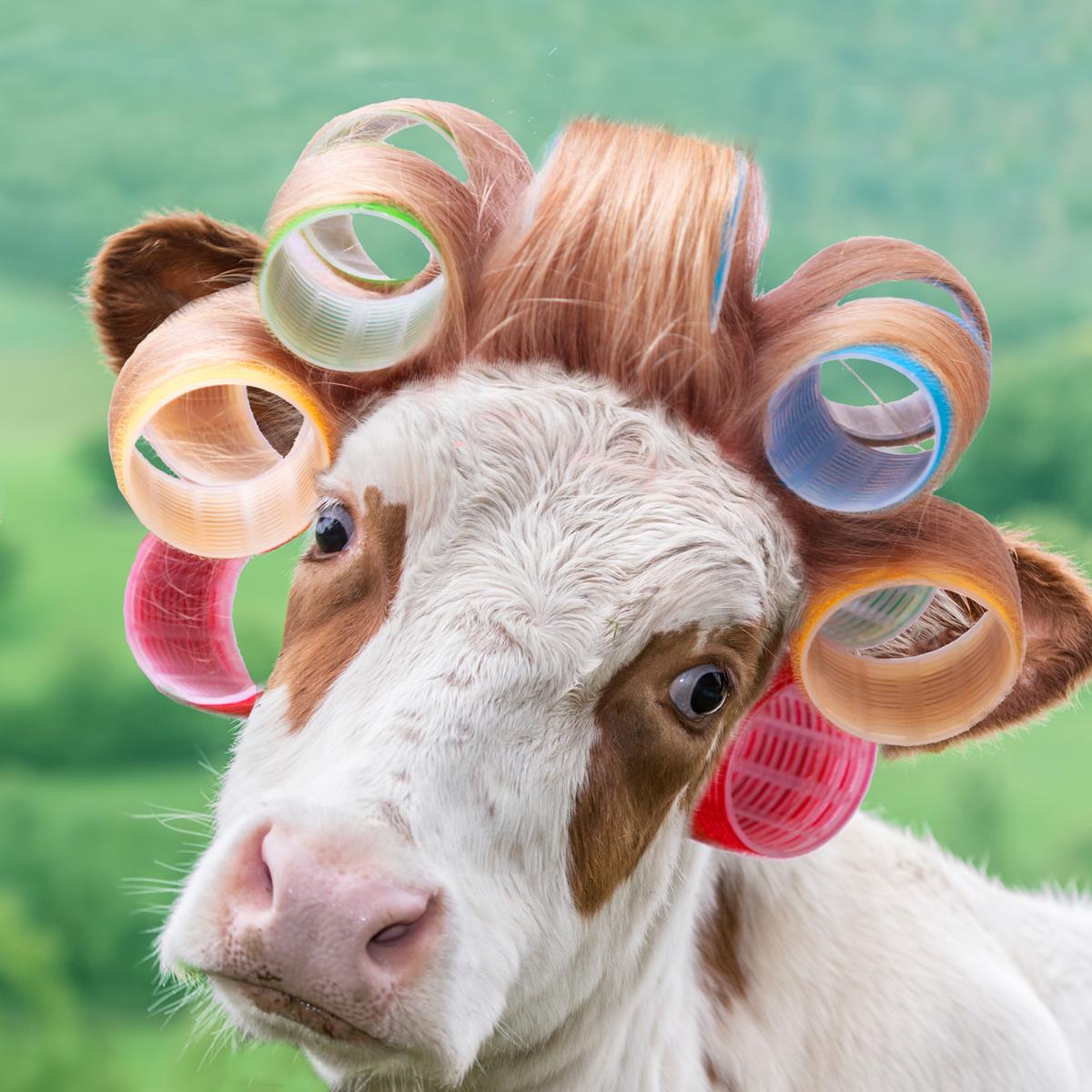 Cow In Curlers By A.V. Art (Small) Giclee Canvas