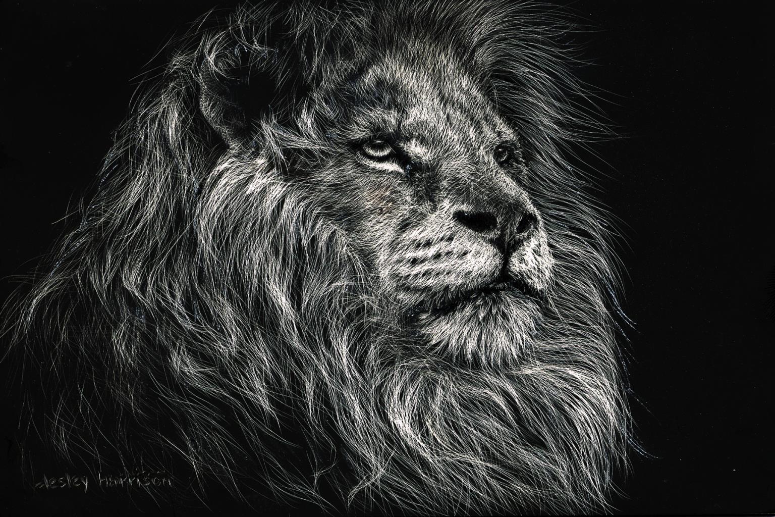African Lion By Lesley Harrison (Small) Giclee Canvas