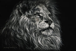 African Lion By Lesley Harrison (Small) Giclee Canvas