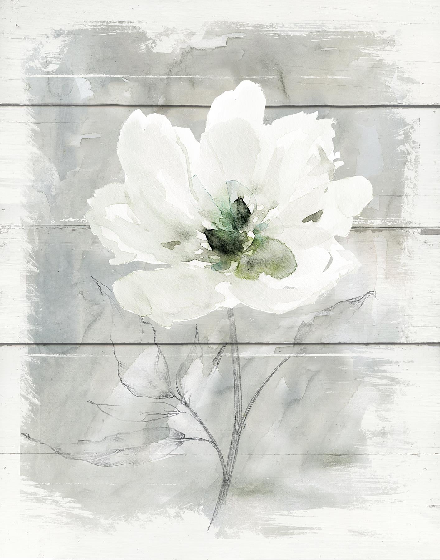 Farmhouse Rose Ii By Carol Robinson (Small) Giclee Canvas