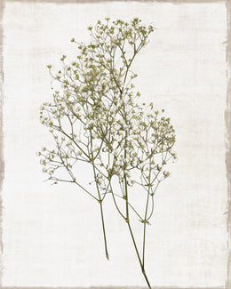 Farmhouse Pressed Flower I By Natalie Carpentieri (Small) Giclee Canvas