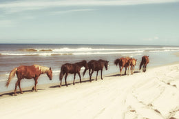 Horses On The Beach By Kathy Mansfield (Small) Giclee Canvas