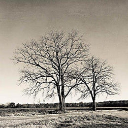 Early Spring Silhouette 2 By Jennifer Rigsby (Small) Giclee Canvas