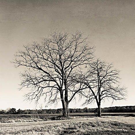 Early Spring Silhouette 2 By Jennifer Rigsby (Small) Giclee Canvas