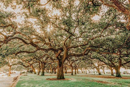 Low Country Oaks Ii By Jennifer Rigsby (Small) Giclee Canvas