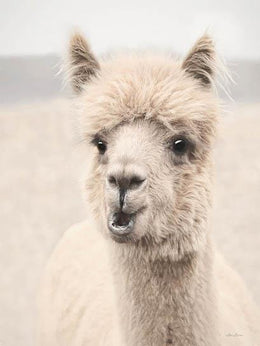 Soft Alpaca 2 By Lori Deiter (Small) Giclee Canvas