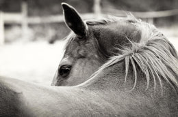 Over His Shoulder By Gail Peck (Small) Giclee Canvas
