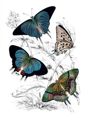 Butterfly Study I By Piddix  (Small) Giclee Canvas
