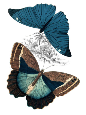 Butterfly Study Ii By Piddix  (Small) Giclee Canvas