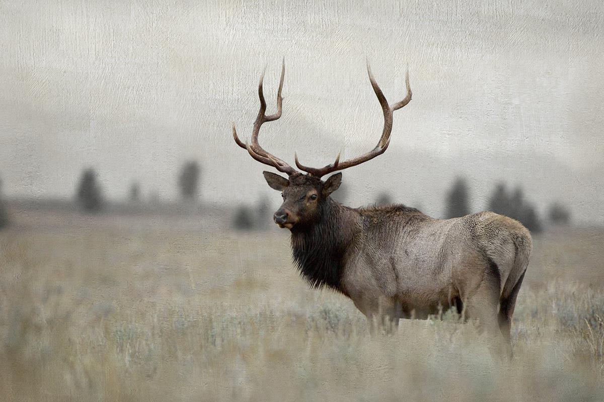 Grand Elk By Danita Delimont (Small) Giclee Canvas