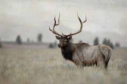 Grand Elk By Danita Delimont (Small) Giclee Canvas