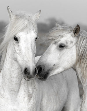 Affection I By Danita Delimont (Small) Giclee Canvas