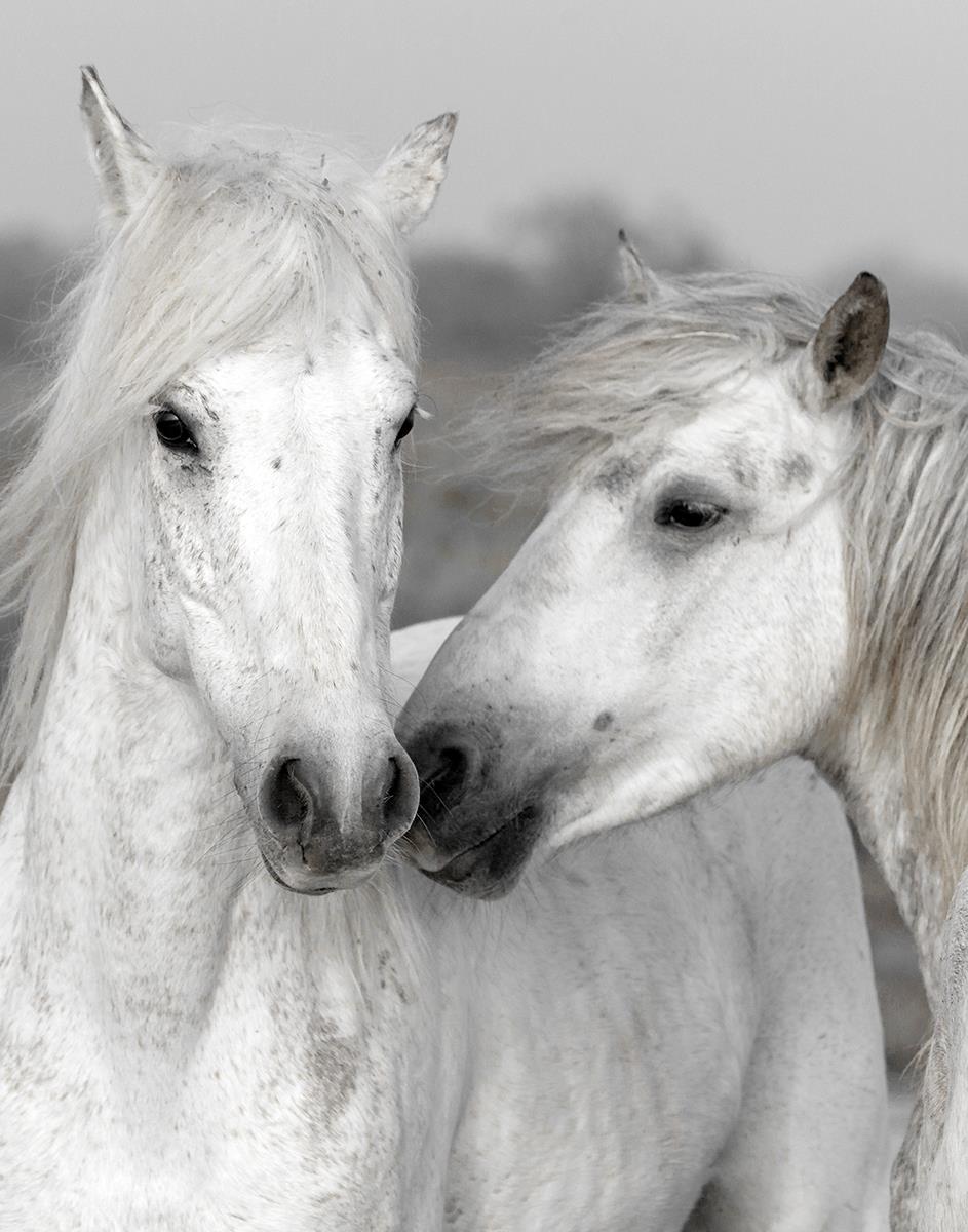 Affection I By Danita Delimont (Small) Giclee Canvas