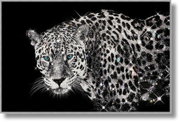 Glossy Framed Leopard W/ Rocks Mixed Media