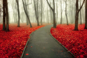 Temp Glass - Red Leaves Tempered Glass